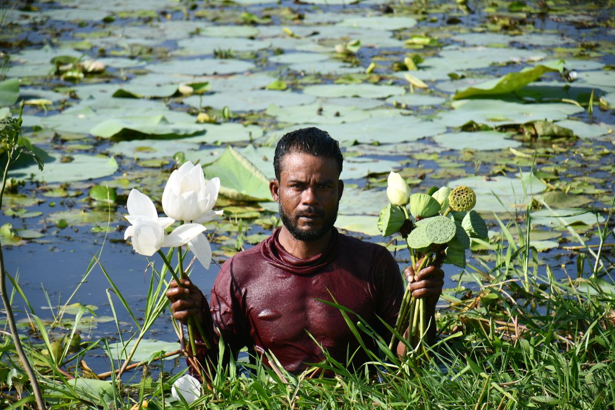 Farmer harvesting makhana seed pods by hand at a Bihar pond