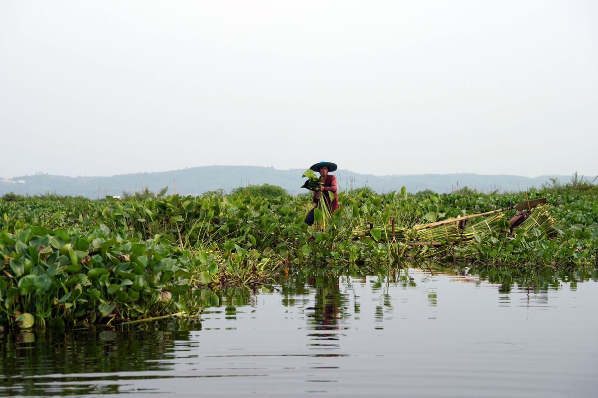 Makhana cultivation pond in Bihar